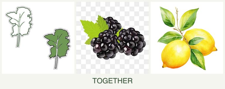 Can you plant kale, blackberries and lemons together?