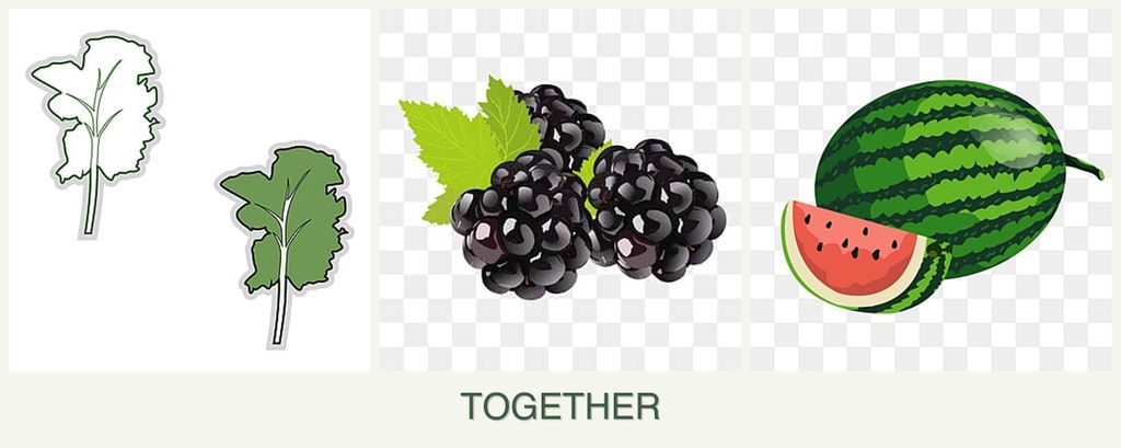 Can you plant kale, blackberries and melons together?