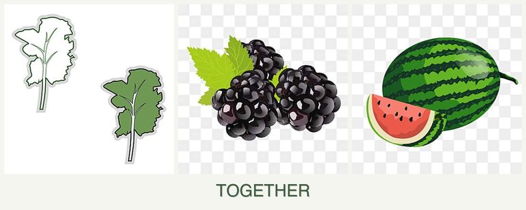 Can you plant kale, blackberries and melons together?