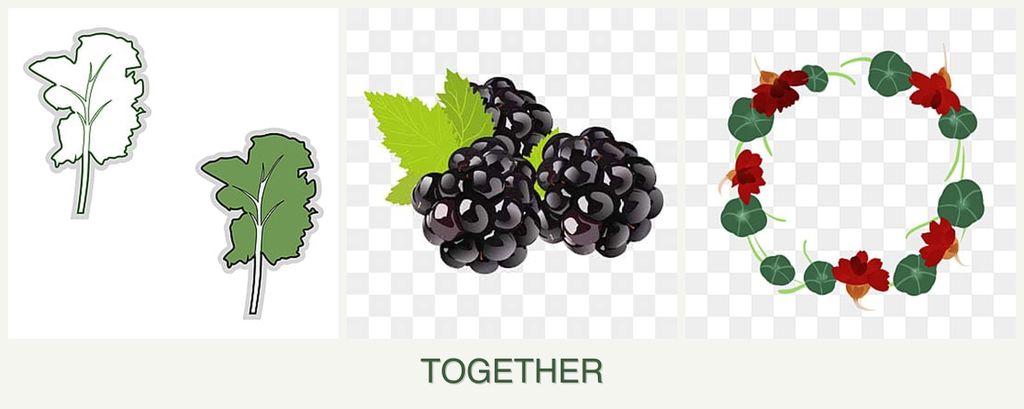 Can you plant kale, blackberries and nasturtiums together?