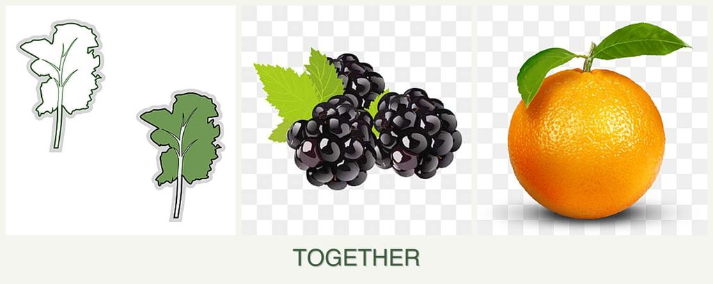 Can you plant kale, blackberries and oranges together?