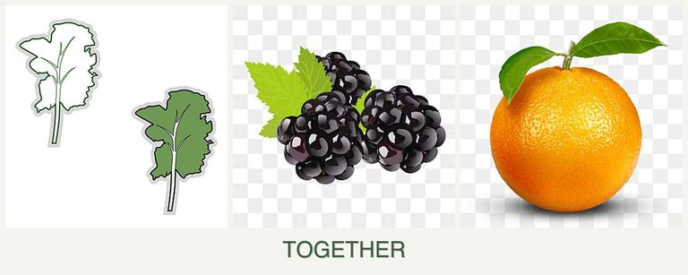 Can you plant kale, blackberries and oranges together?