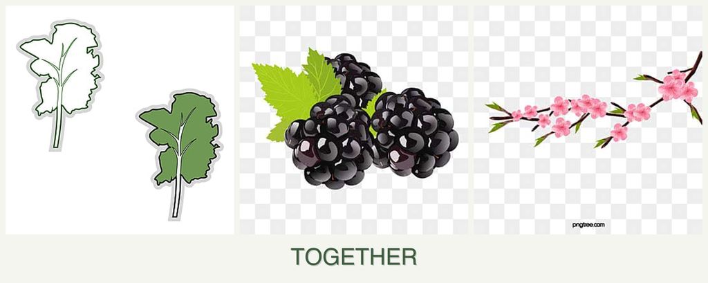 Can you plant kale, blackberries and peaches together?