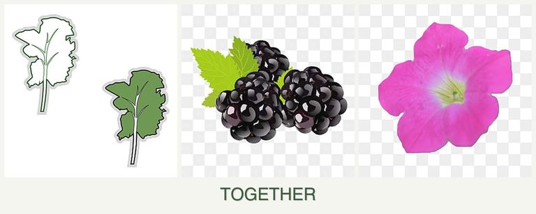 Can you plant kale, blackberries and petunias together?