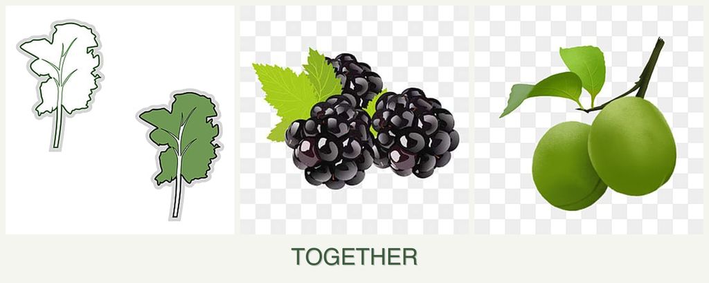 Can you plant kale, blackberries and plums together?
