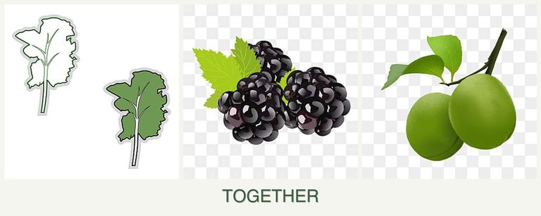 Can you plant kale, blackberries and plums together?