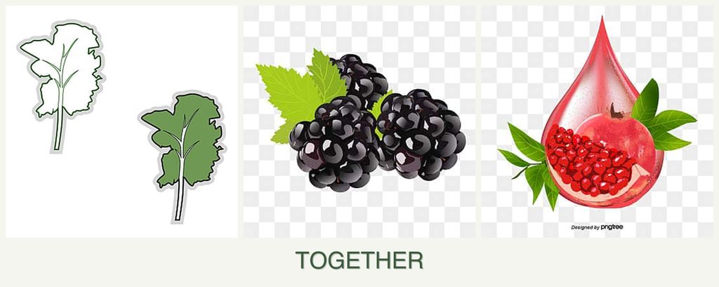 Can you plant kale, blackberries and pomegranates together?
