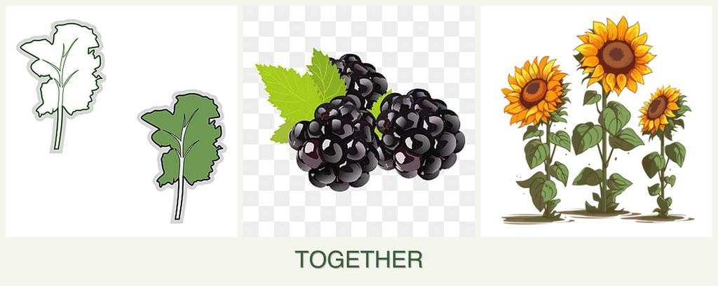 Can you plant kale, blackberries and sunflowers together?