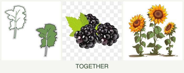Can you plant kale, blackberries and sunflowers together?
