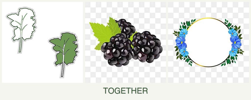 Can you plant kale, blackberries and zinnias together?