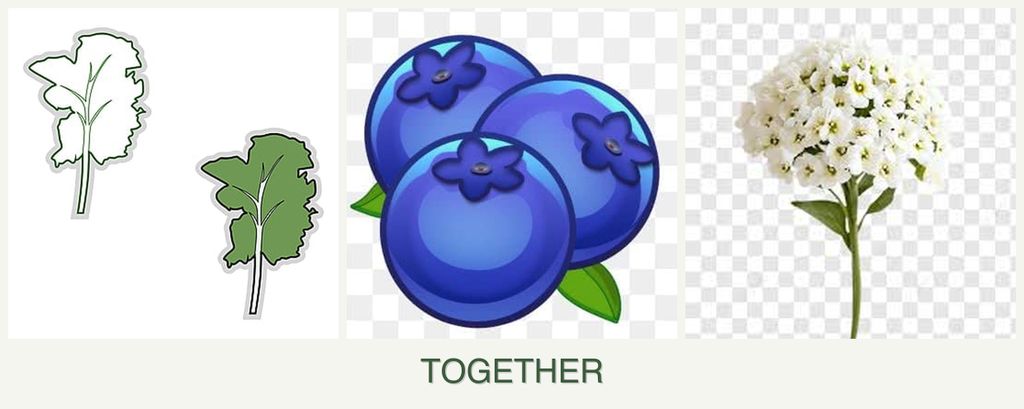 Can you plant kale, blueberries and alyssum together?