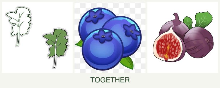 Can you plant kale, blueberries and figs together?