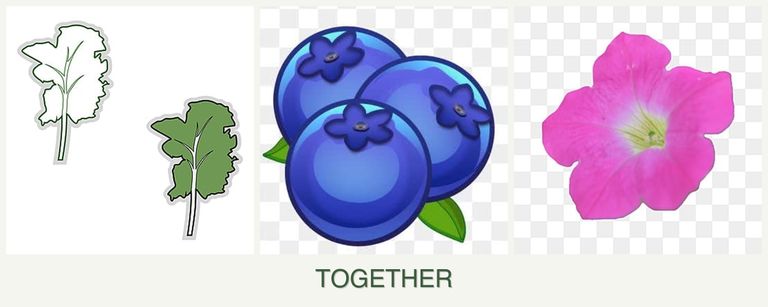 Can you plant kale, blueberries and petunias together?