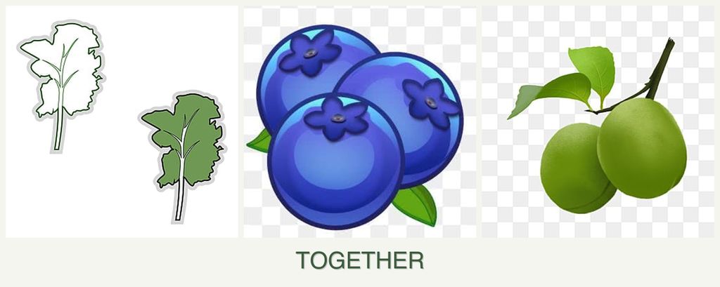 Can you plant kale, blueberries and plums together?