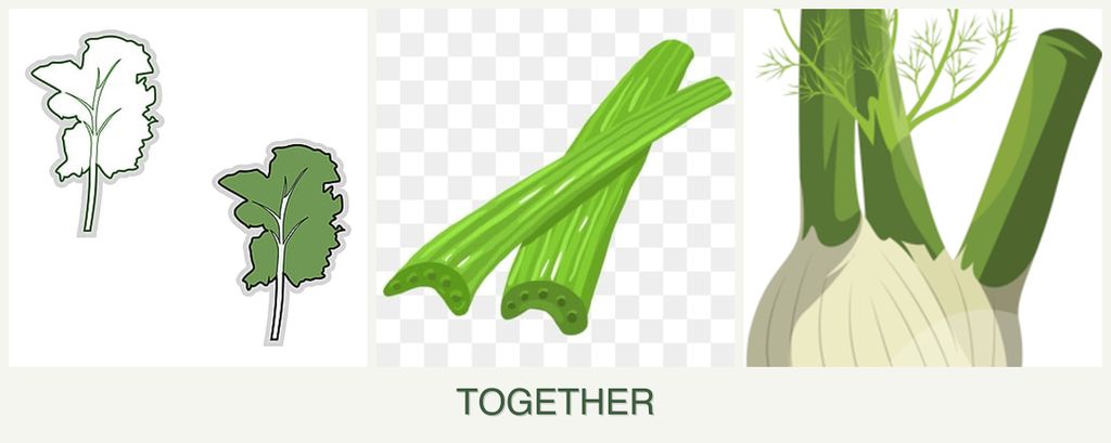 Can you plant kale, celery and fennel together?
