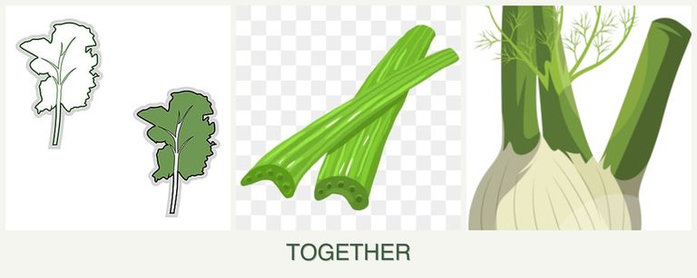 Can you plant kale, celery and fennel together?