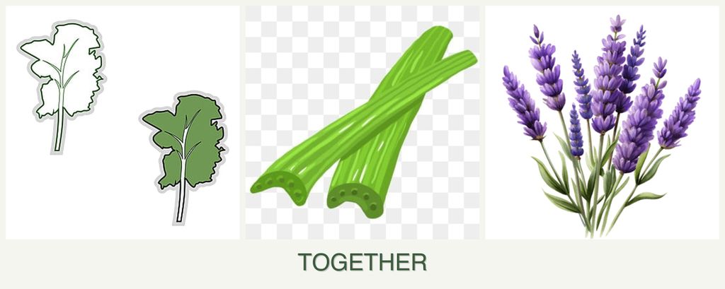 Can you plant kale, celery and lavender together?