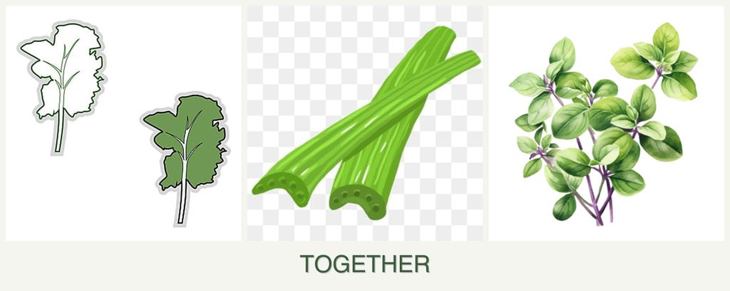 Can you plant kale, celery and oregano together?