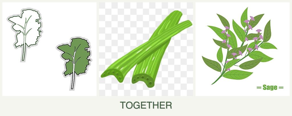 Can you plant kale, celery and sage together?