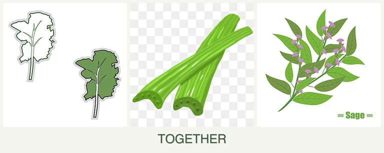 Can you plant kale, celery and sage together?