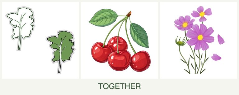 Can you plant kale, cherries and cosmos together?