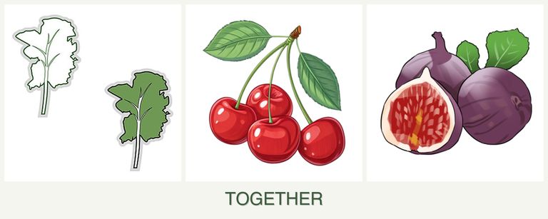 Can you plant kale, cherries and figs together?