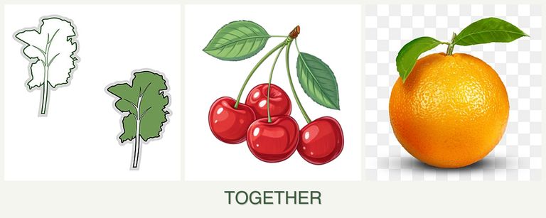 Can you plant kale, cherries and oranges together?