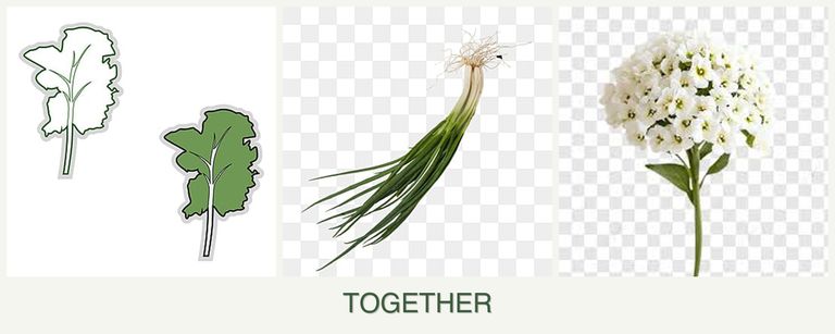 Can you plant kale, chives and alyssum together?