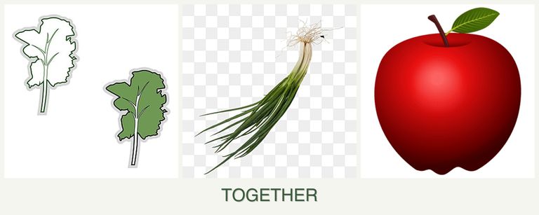 Can you plant kale, chives and apples together?