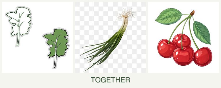Can you plant kale, chives and cherries together?