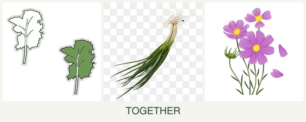 Can you plant kale, chives and cosmos together?