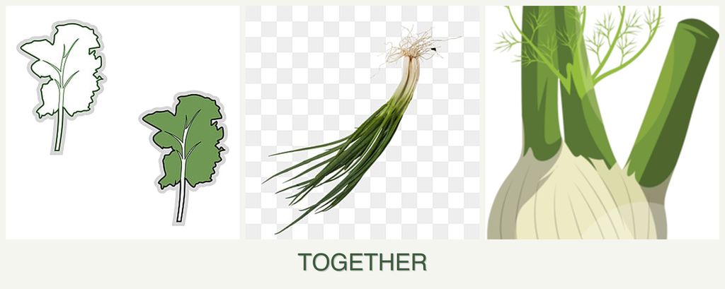 Can you plant kale, chives and fennel together?