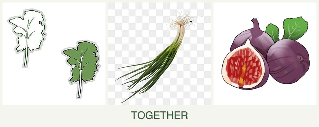 Can you plant kale, chives and figs together?