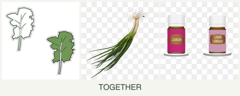 Can you plant kale, chives and geraniums together?