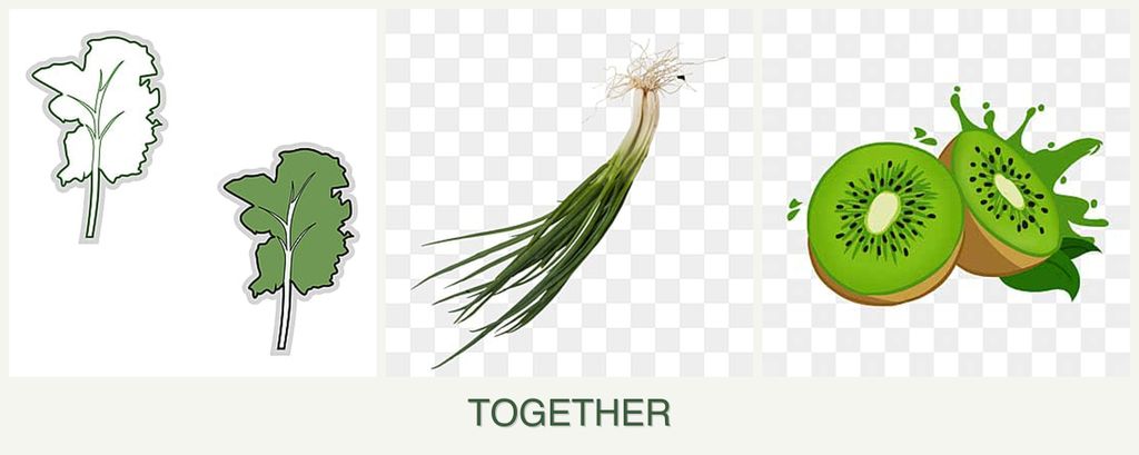 Can you plant kale, chives and kiwi together?