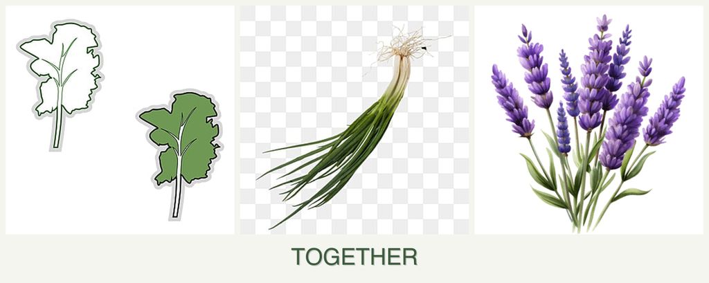 Can you plant kale, chives and lavender together?