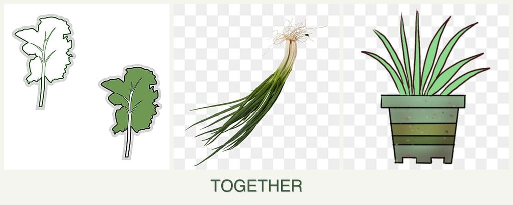 Can you plant kale, chives and lemongrass together?