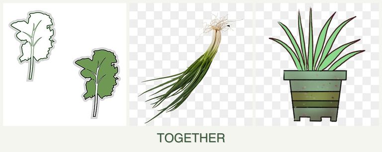 Can you plant kale, chives and lemongrass together?