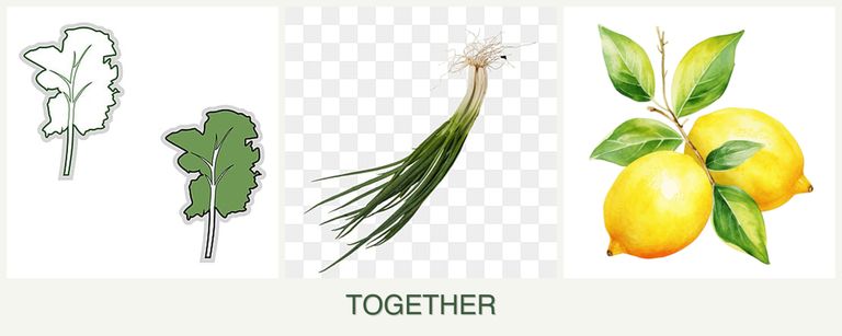 Can you plant kale, chives and lemons together?