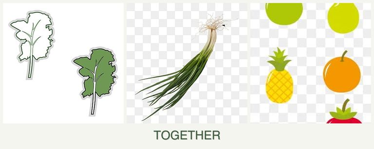 Can you plant kale, chives and pears together?