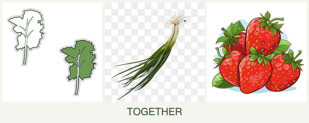 Can you plant kale, chives and strawberries together?
