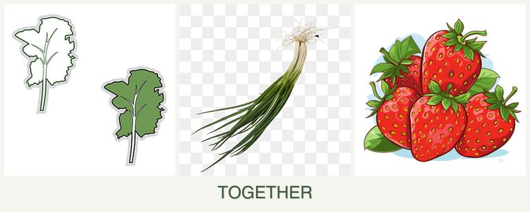 Can you plant kale, chives and strawberries together?