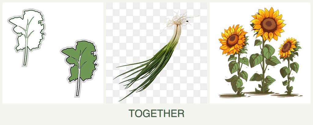 Can you plant kale, chives and sunflowers together?