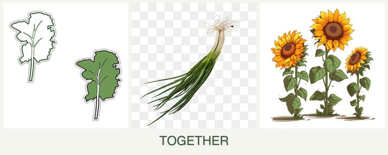Can you plant kale, chives and sunflowers together?
