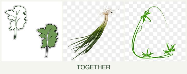 Can you plant kale, chives and tarragon together?