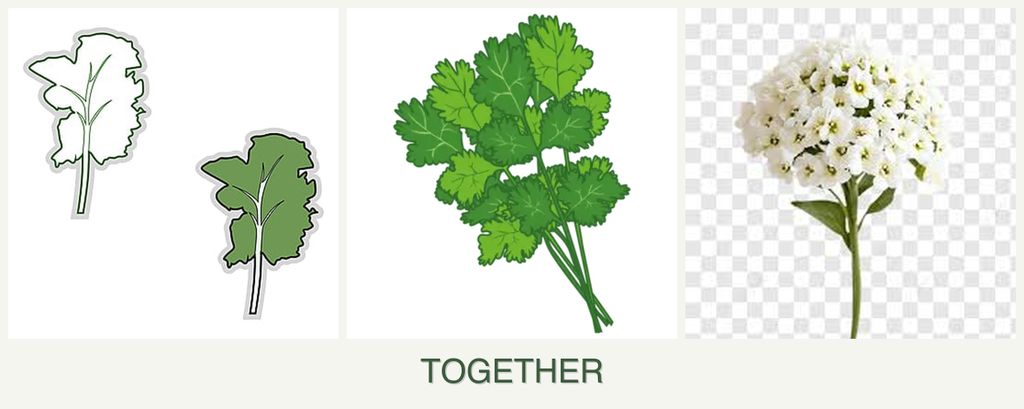 Can you plant kale, cilantro and alyssum together?