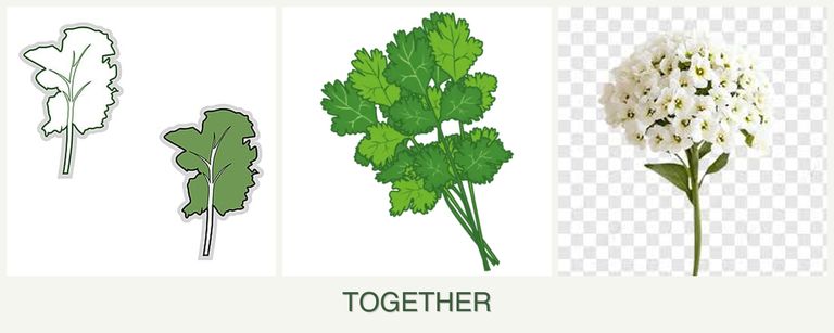 Can you plant kale, cilantro and alyssum together?