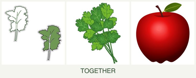 Can you plant kale, cilantro and apples together?