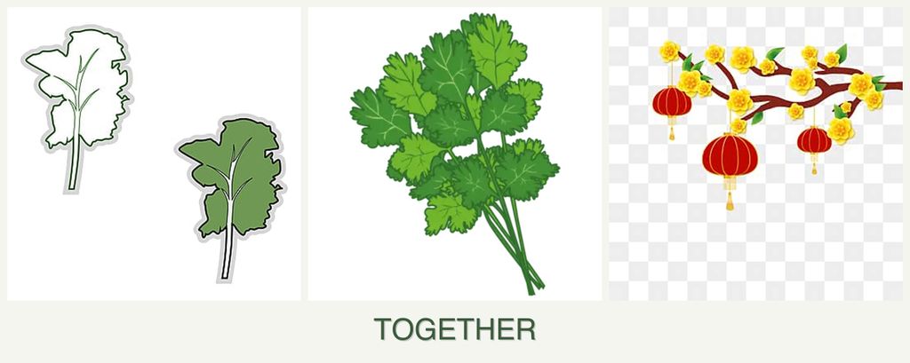 Can you plant kale, cilantro and apricots together?