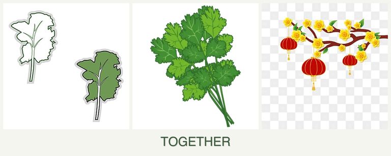 Can you plant kale, cilantro and apricots together?